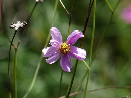 {Coreopsis nudata}